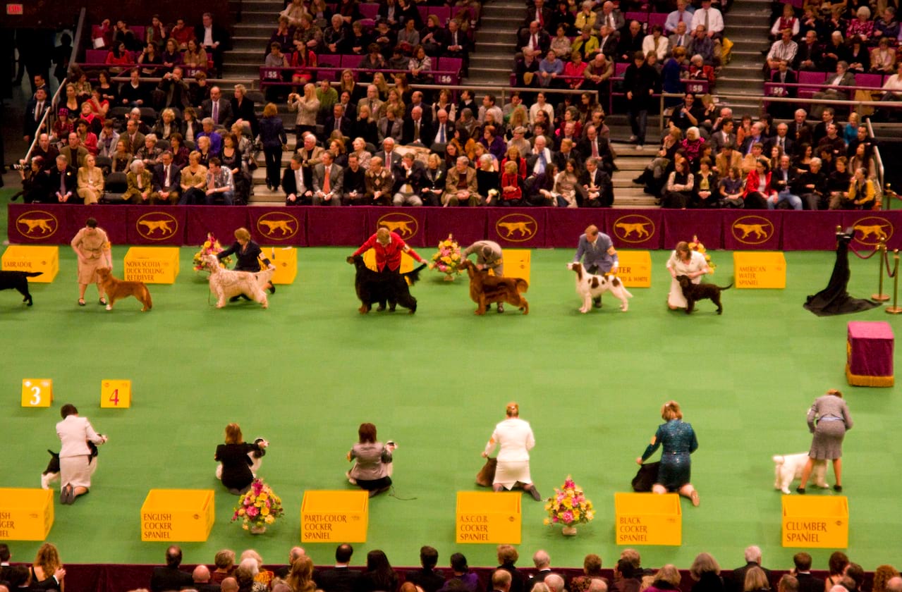 Westminster Kennel Club Dog Show at Madison Square Garden