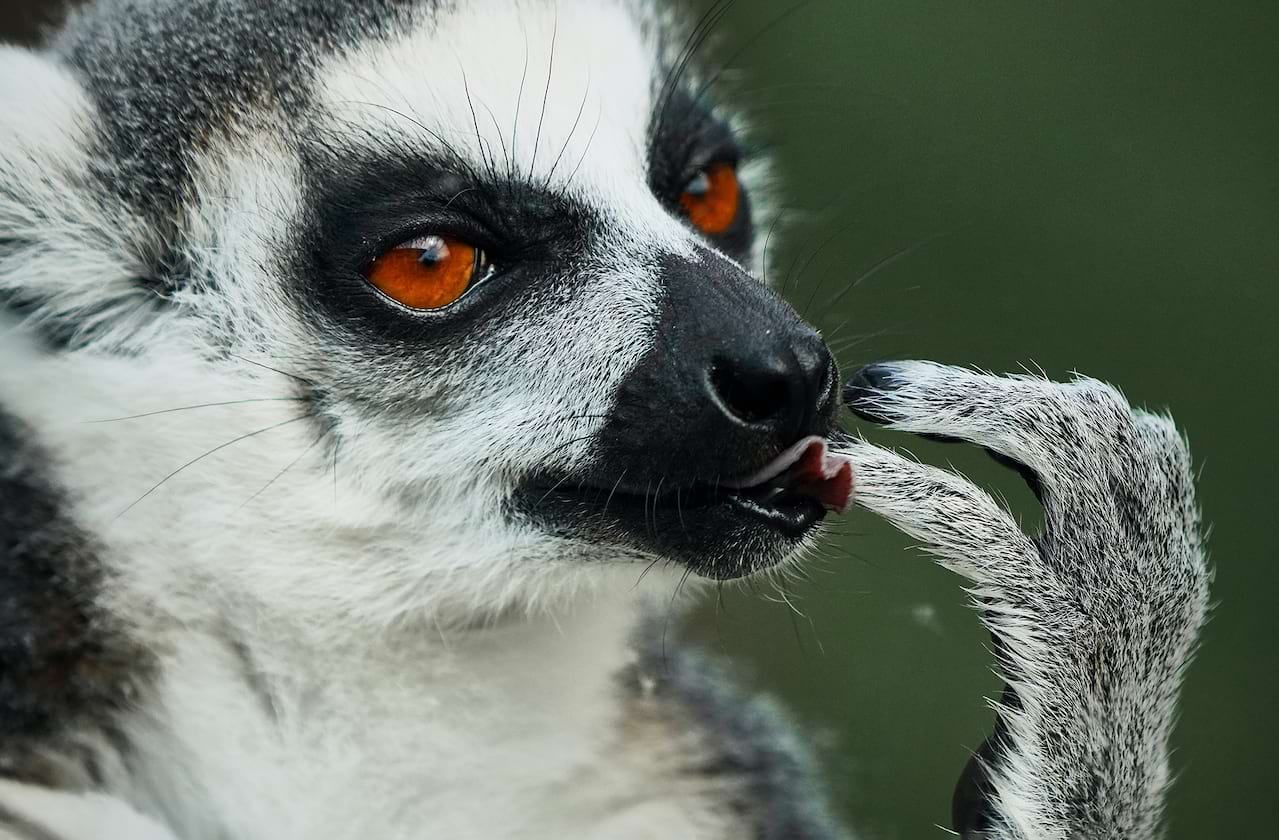 Madagascar - A Musical Adventure at Noel S. Ruiz Theatre