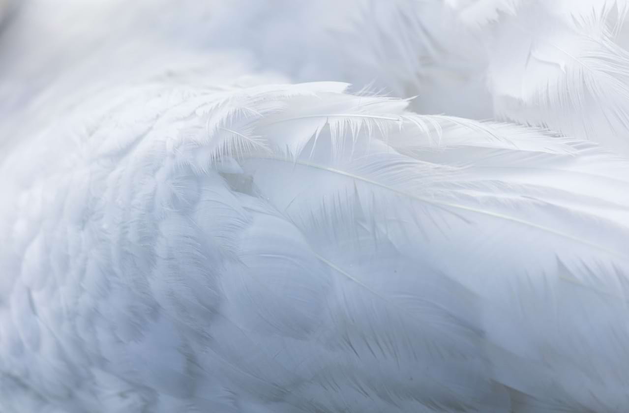 Dates announced for American Ballet Theatre - Swan Lake
