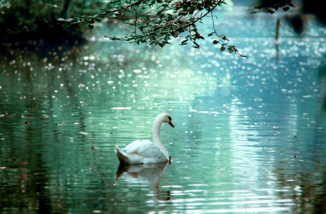 Dates announced for Atlanta Ballet - Swan Lake