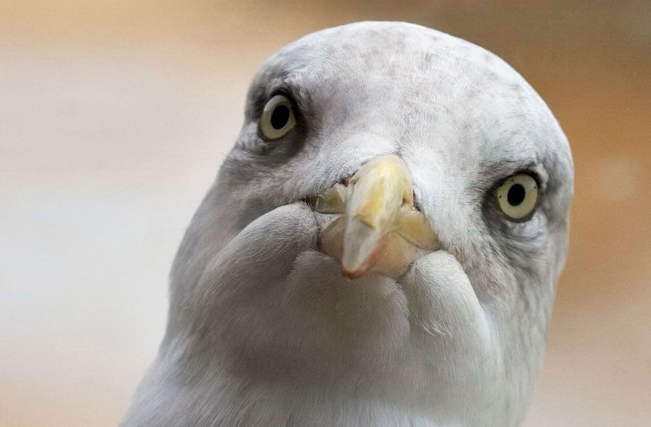 Full Cast Announced For The Seagull