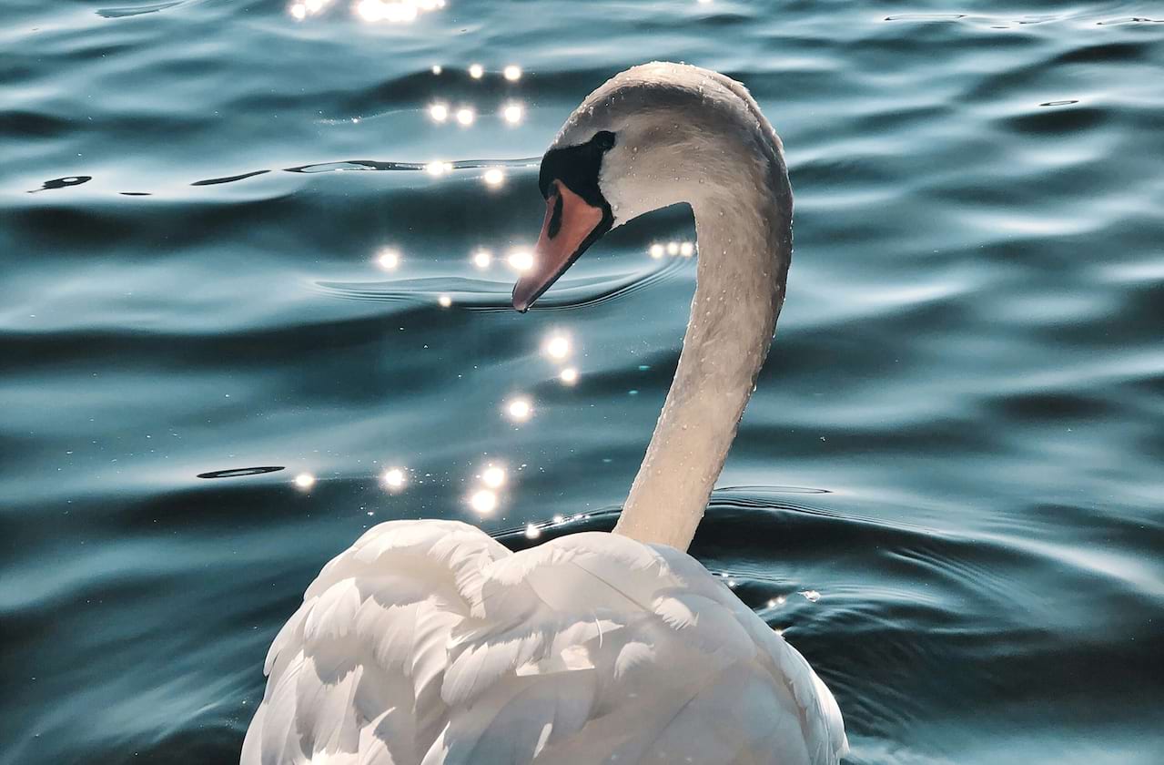 Texas Ballet Theater - Swan Lake at Bass Performance Hall