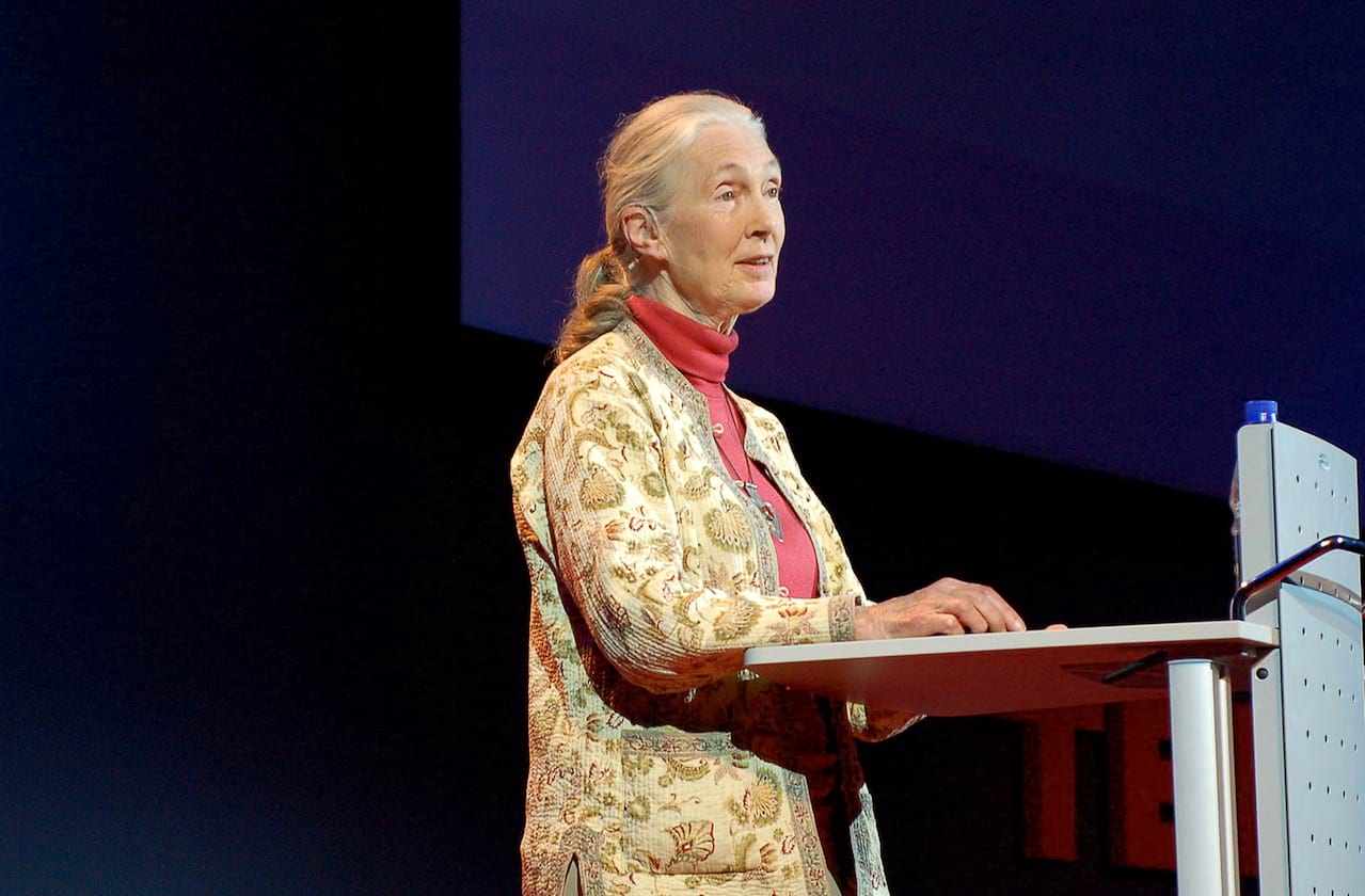 Jane Goodall at Centre In The Square