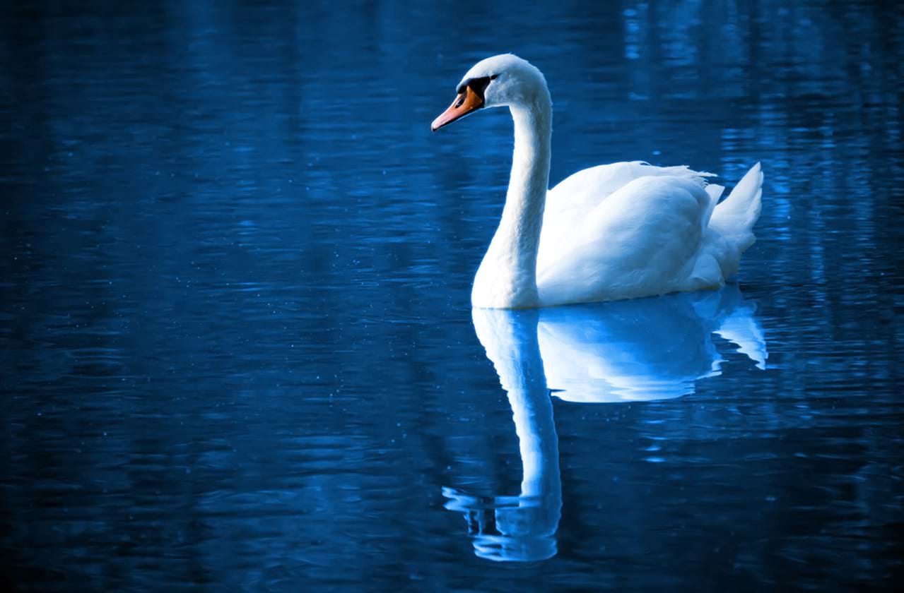 Dayton Ballet - Swan Lake