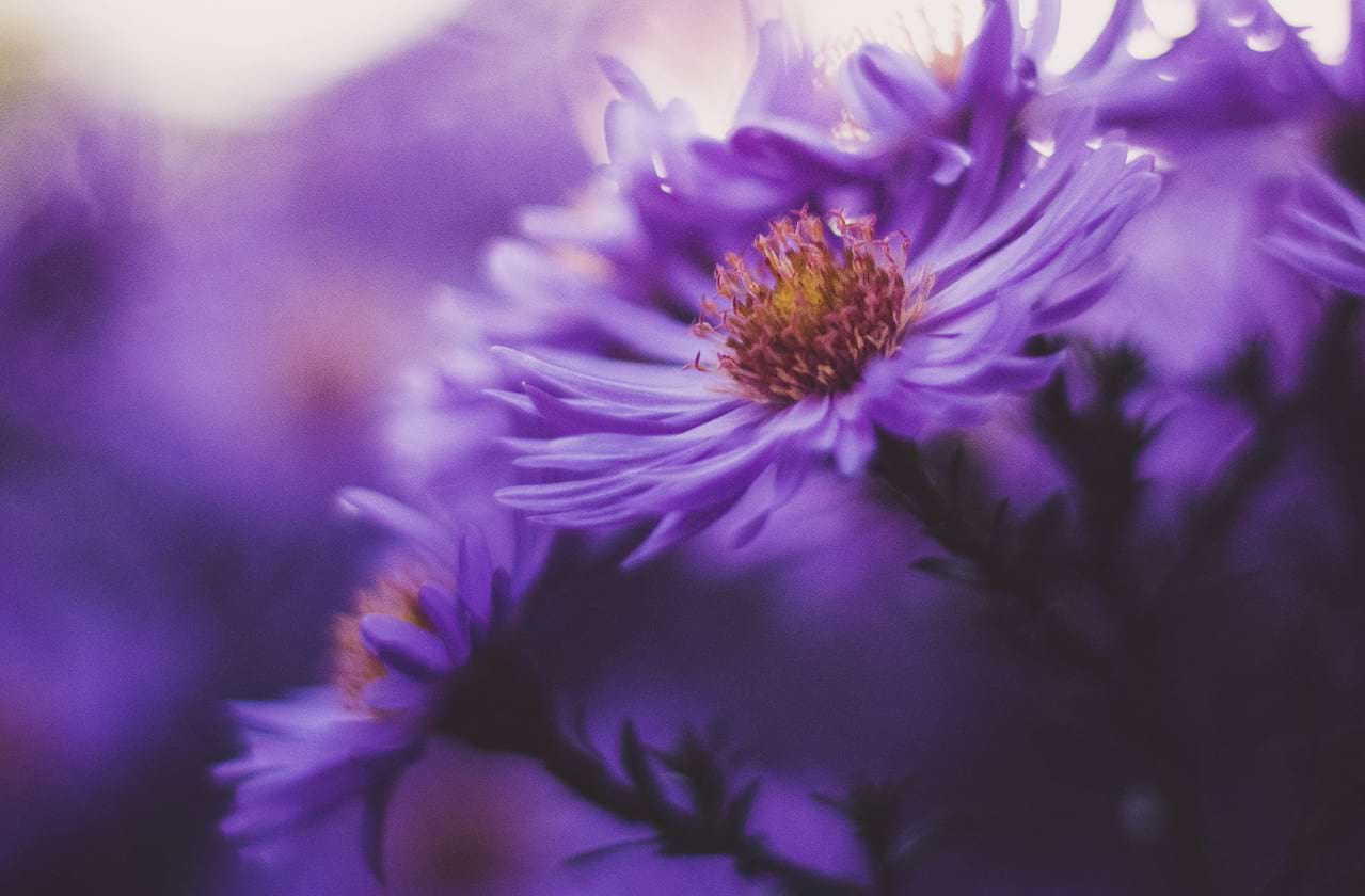 Cast Announced For The Color Purple