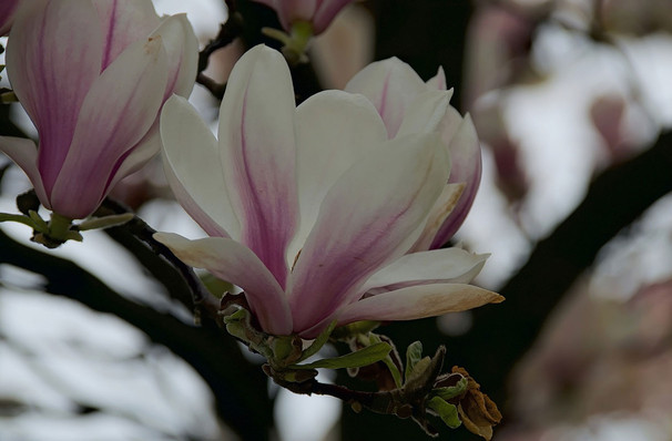 Dates announced for Steel Magnolias