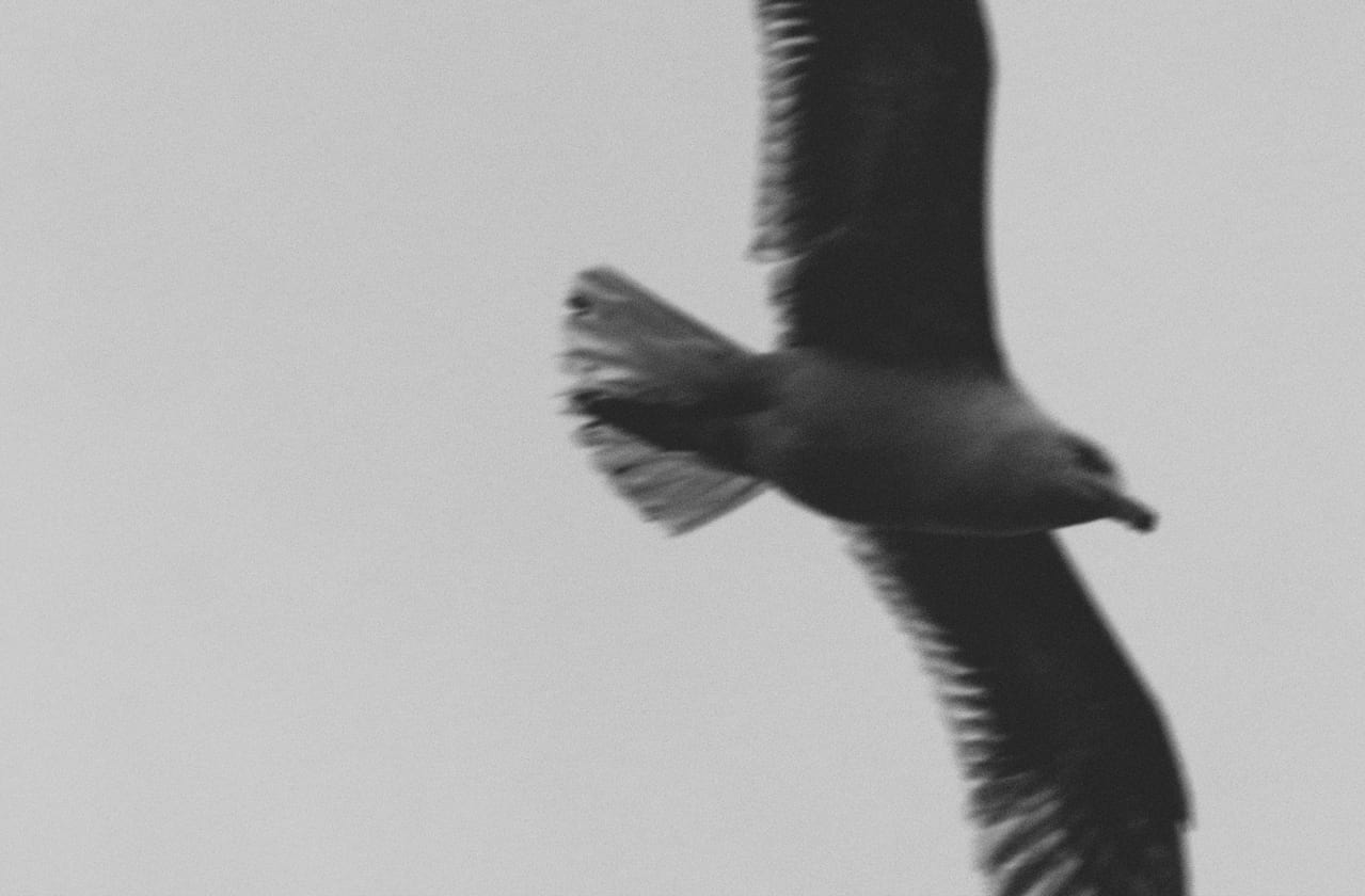 The Seagull/Woodstock NY