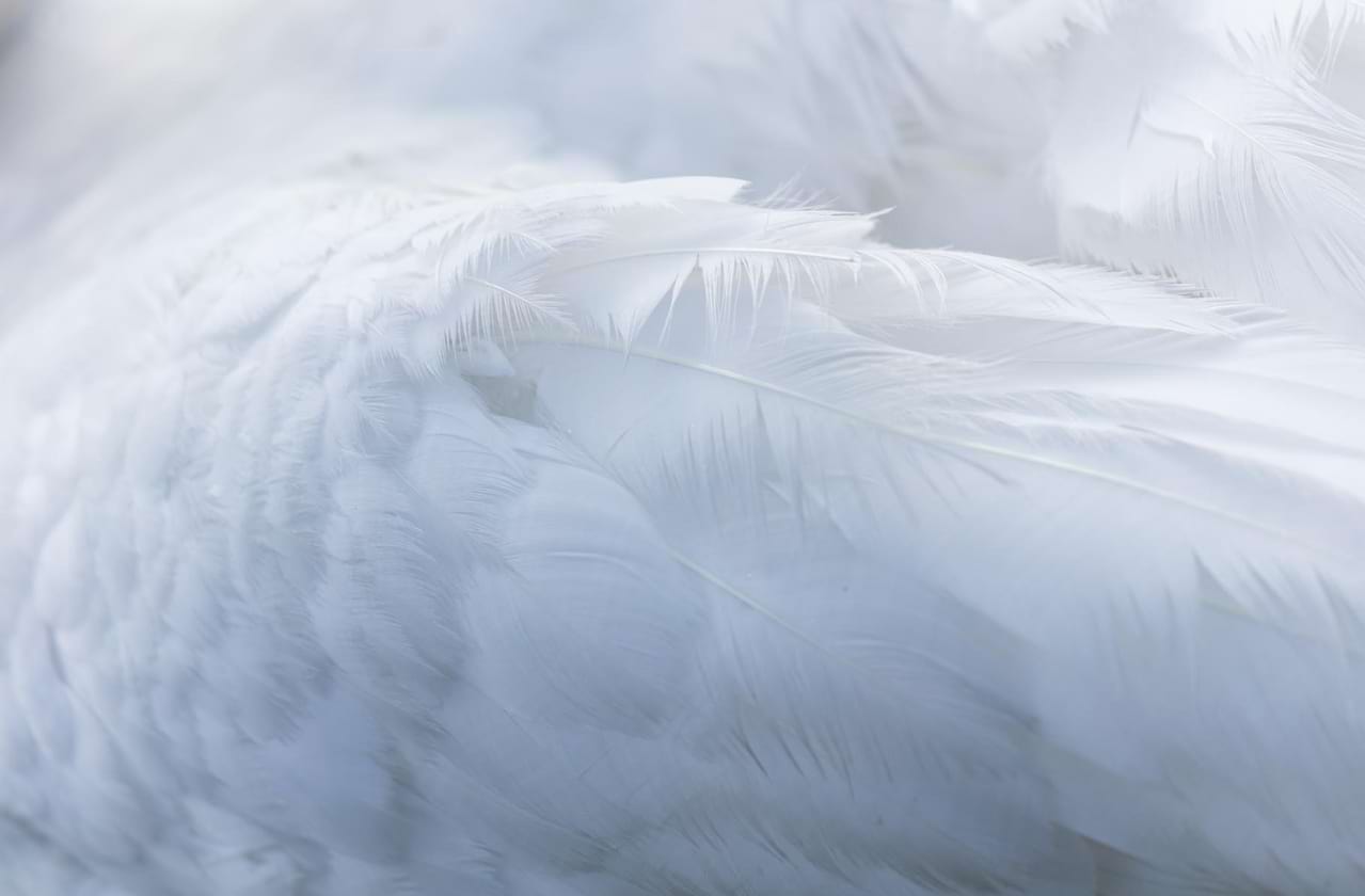 Kansas City Ballet - Swan Lake at Muriel Kauffman Theatre