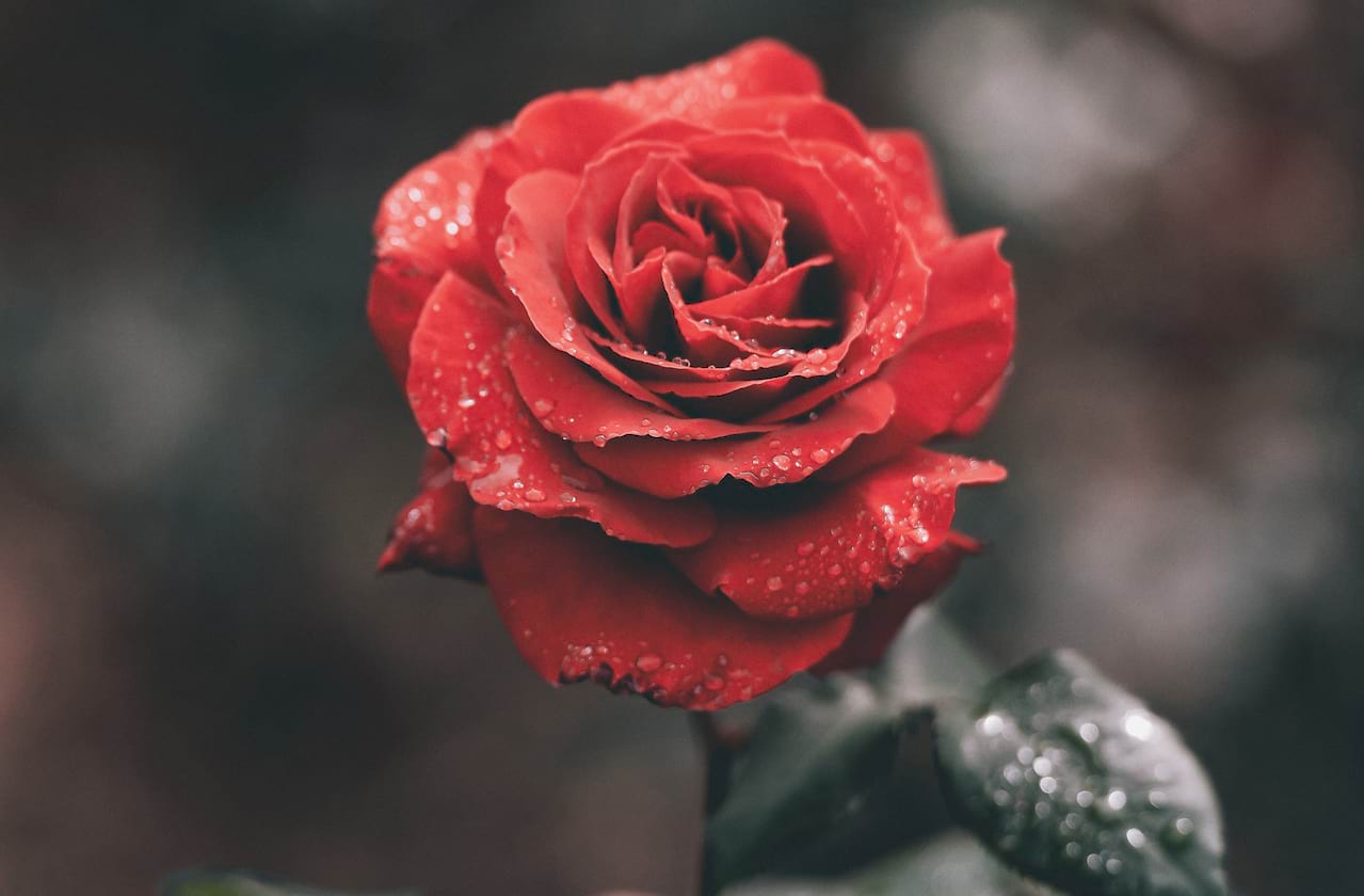 The Reviews For Beauty and the Beast Are In!