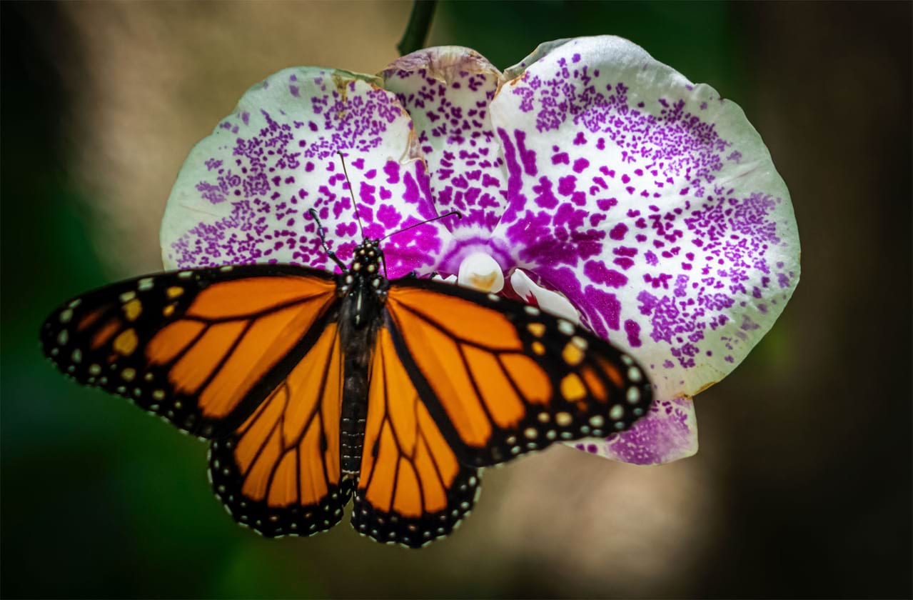 Opera Philadelphia - Madame Butterfly