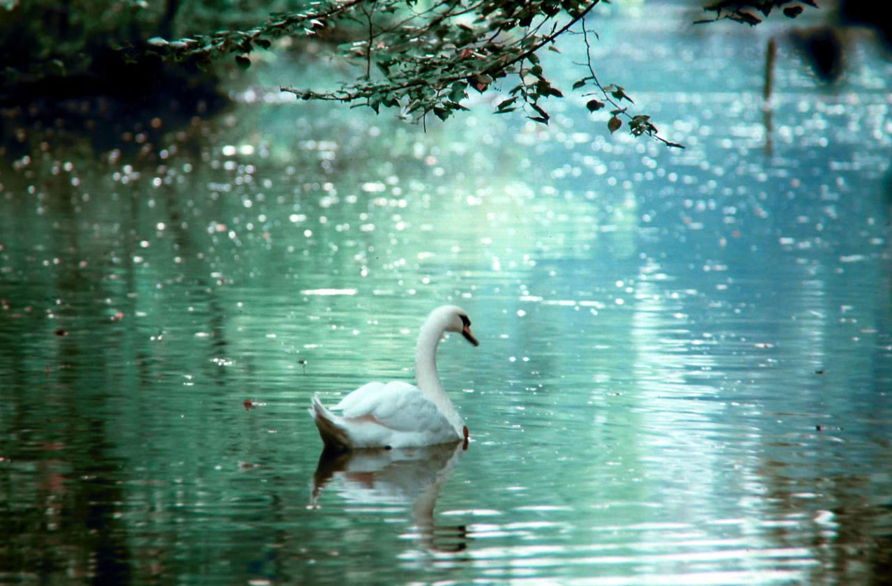 Grand Ballet Kyiv - Swan Lake at Murat Theatre