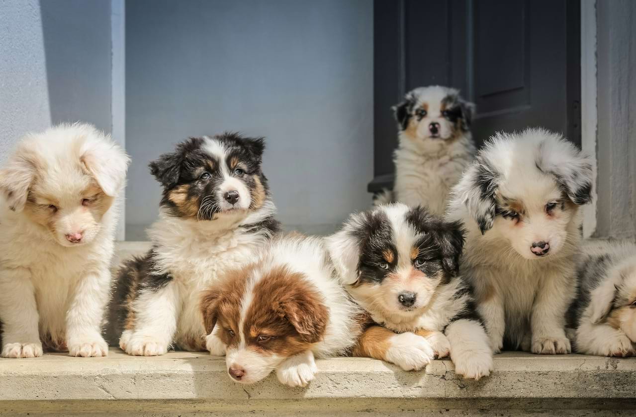 Puppy Pals at American Music Theatre