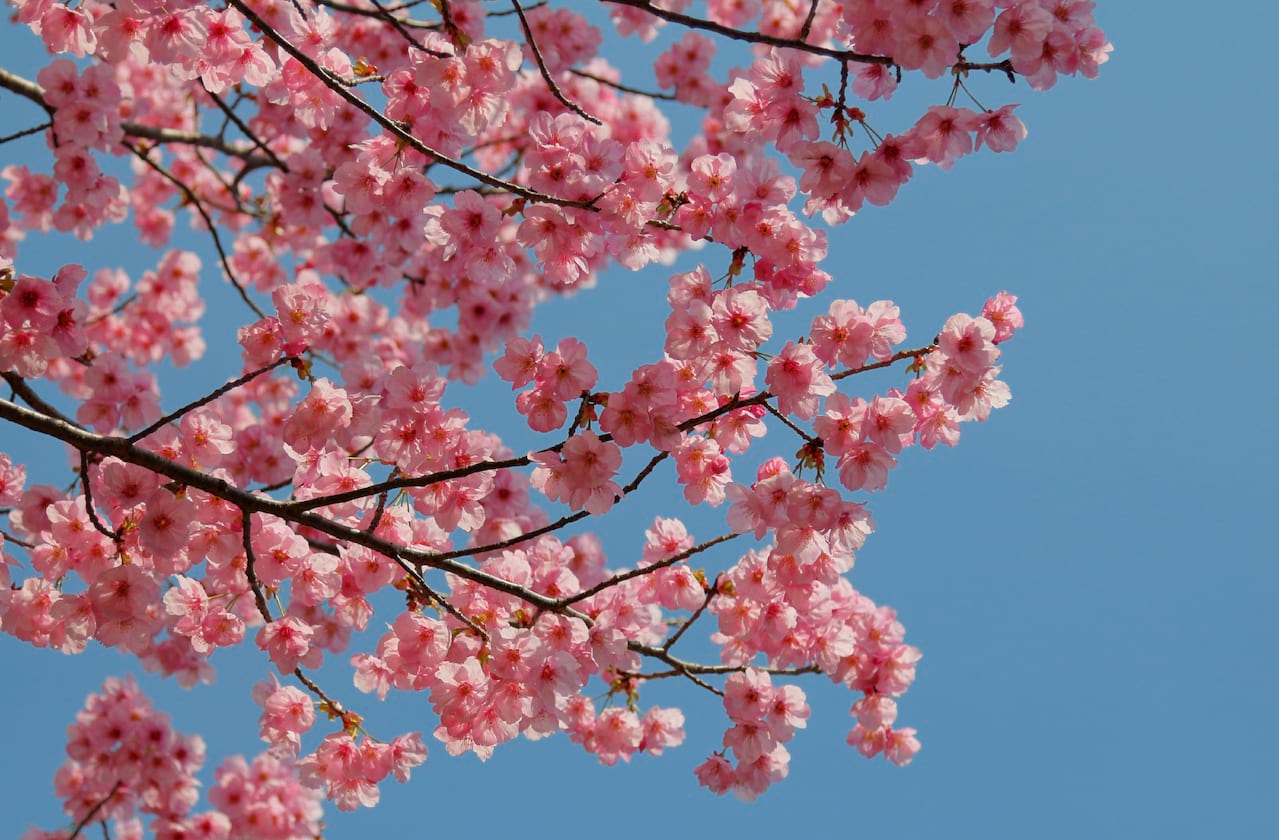 Utah Opera - Puccinis Madame Butterfly at Capitol Theatre