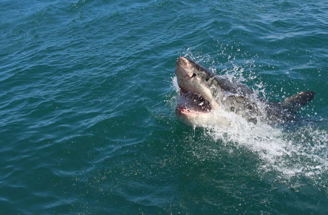 The Shark is Broken at Theatre Royal Brighton