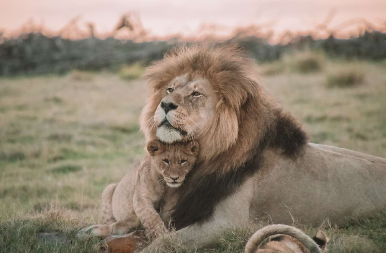 The Lion King Live in Concert at Schermerhorn Symphony Center