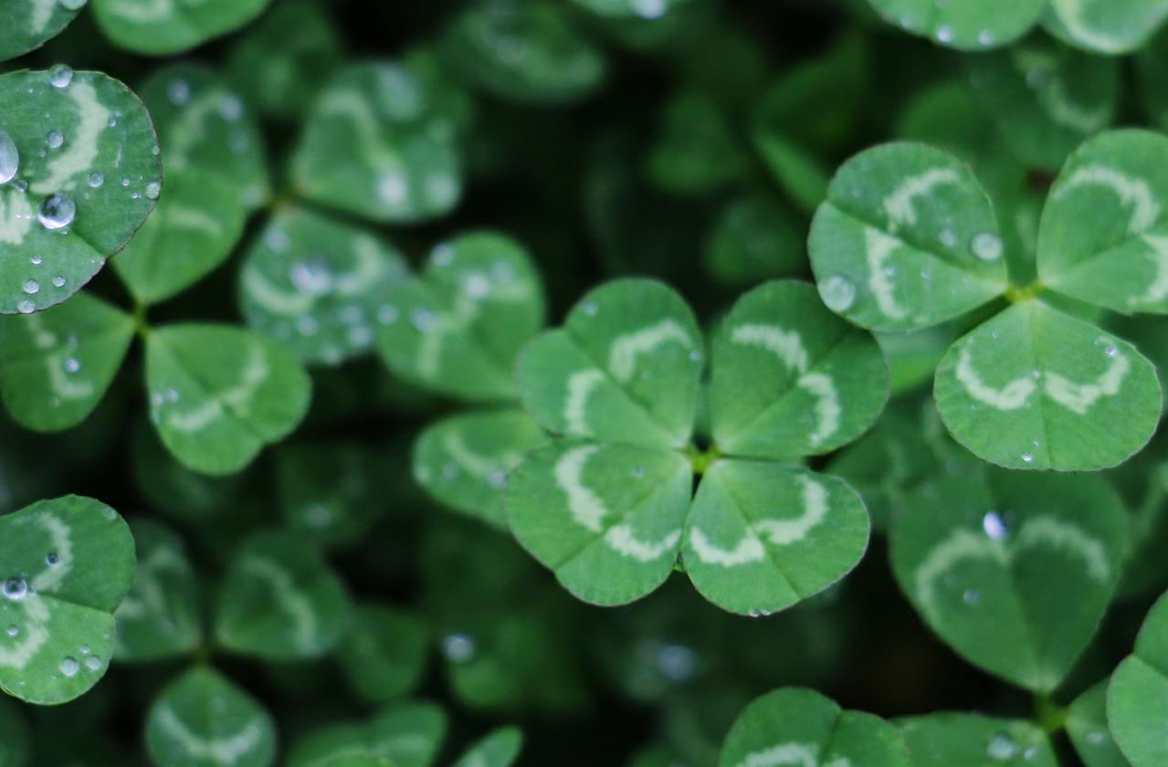 A Taste of Ireland at James K Polk Theater