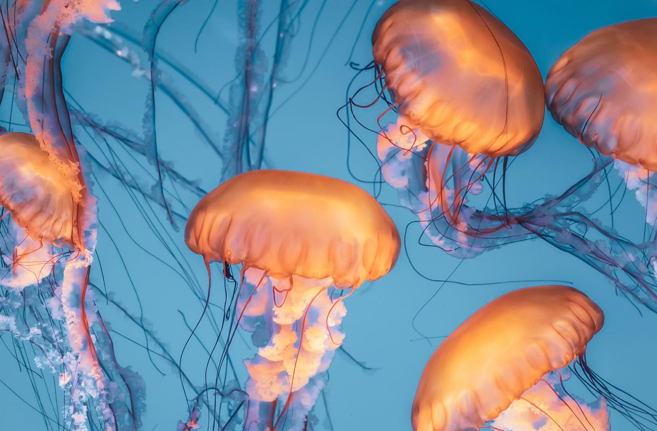 The Thing About Jellyfish at Roda Theatre