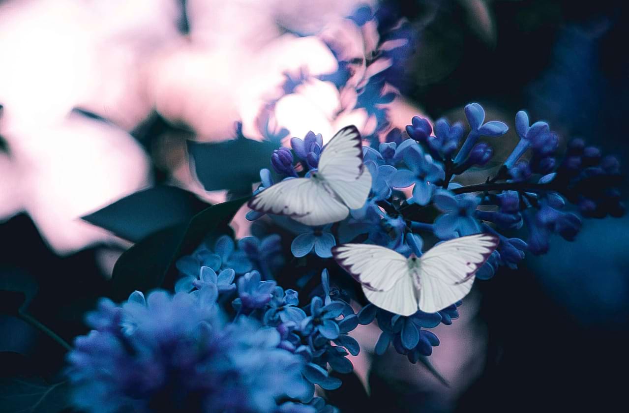 Opera Colorado - Madama Butterfly at Ellie Caulkins Opera House