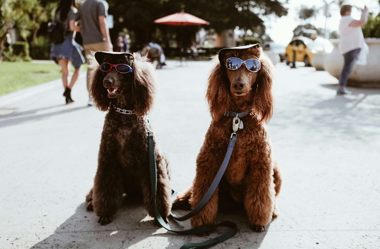 The Psychology of Dogs at Lowell Memorial Auditorium