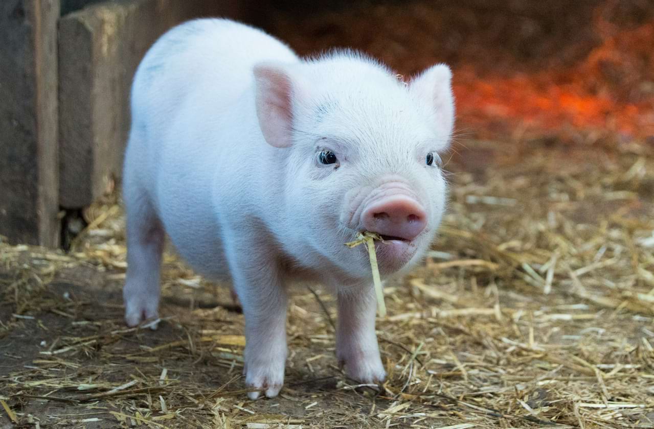 Dates announced for Charlotte's Web