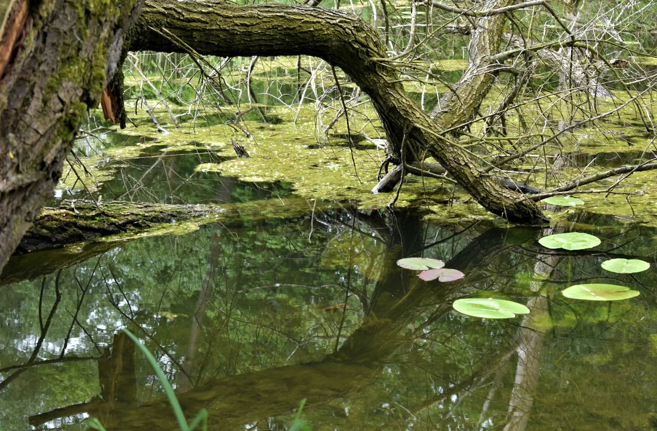 Shrek - The Musical coming soon!