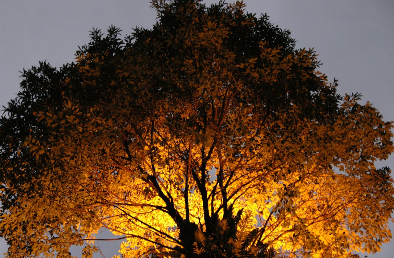 The Disappear dates for your diary