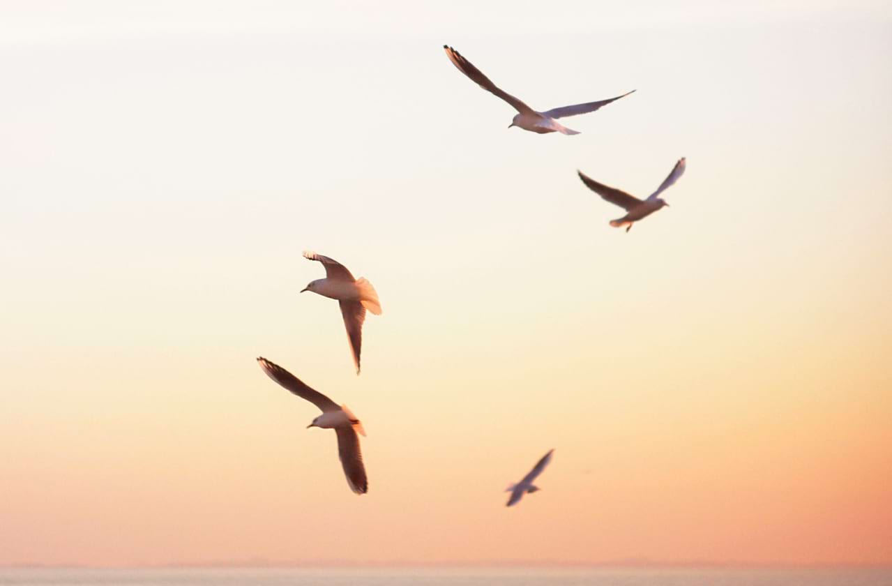 Seagull: True Story coming soon!