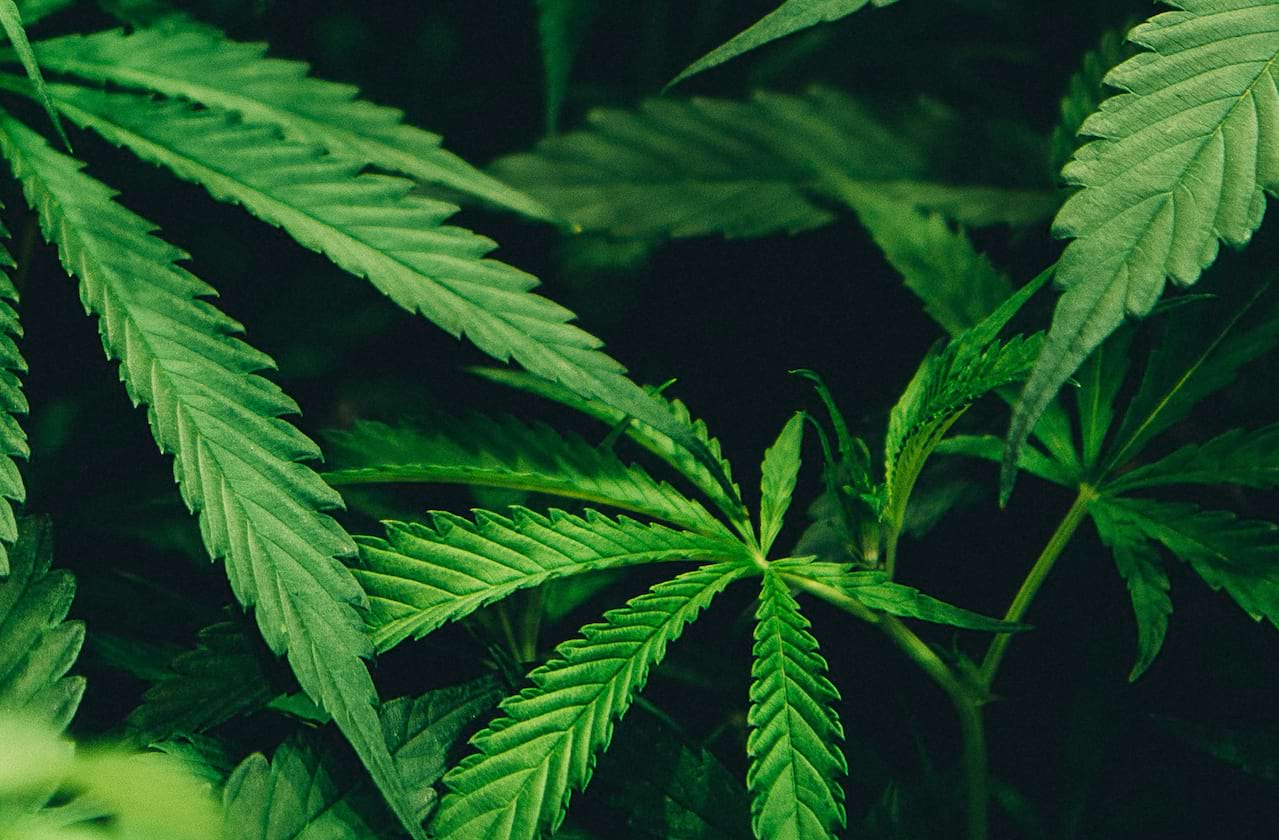 Reefer Madness coming soon!