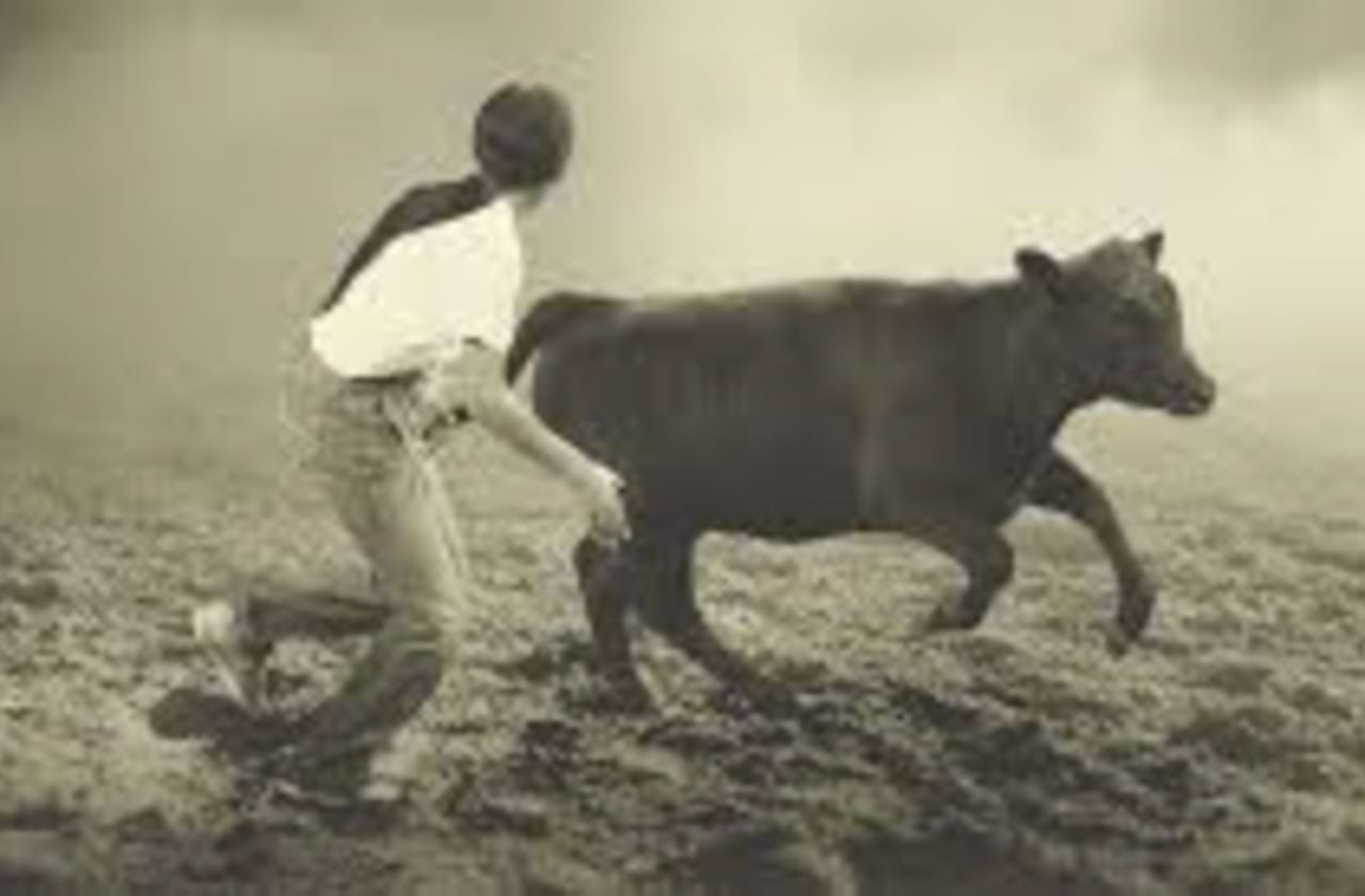 Dates announced for Calf Scramble