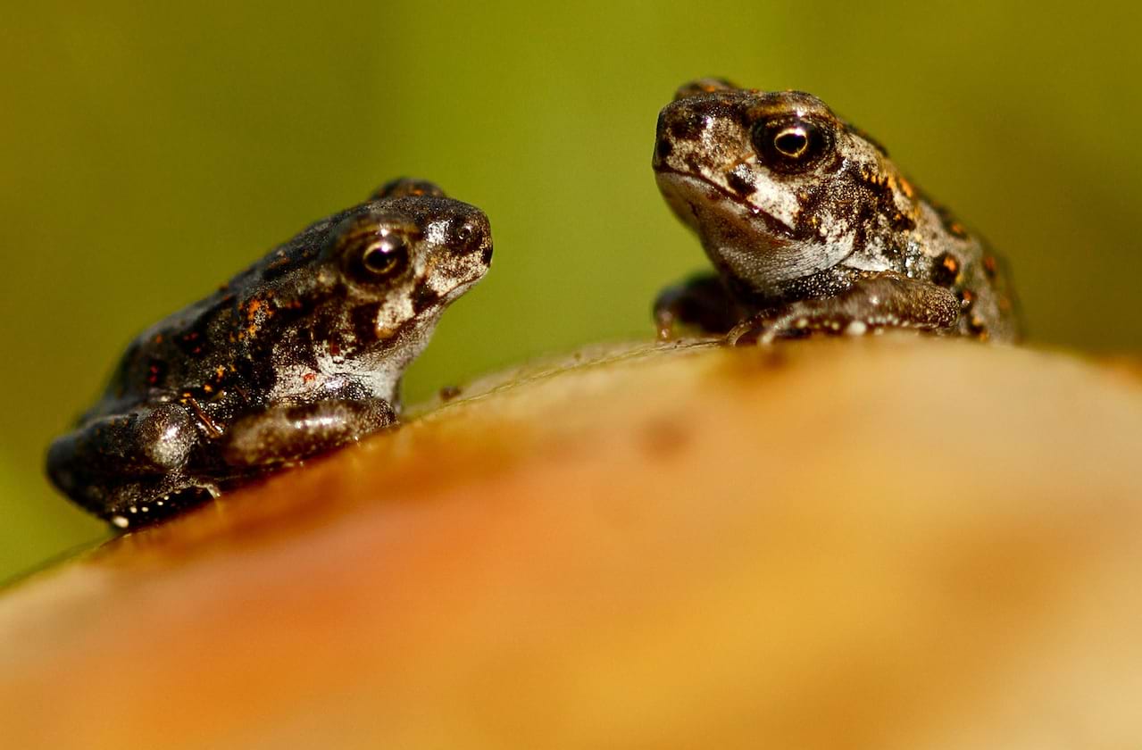 Dates announced for A Year with Frog and Toad