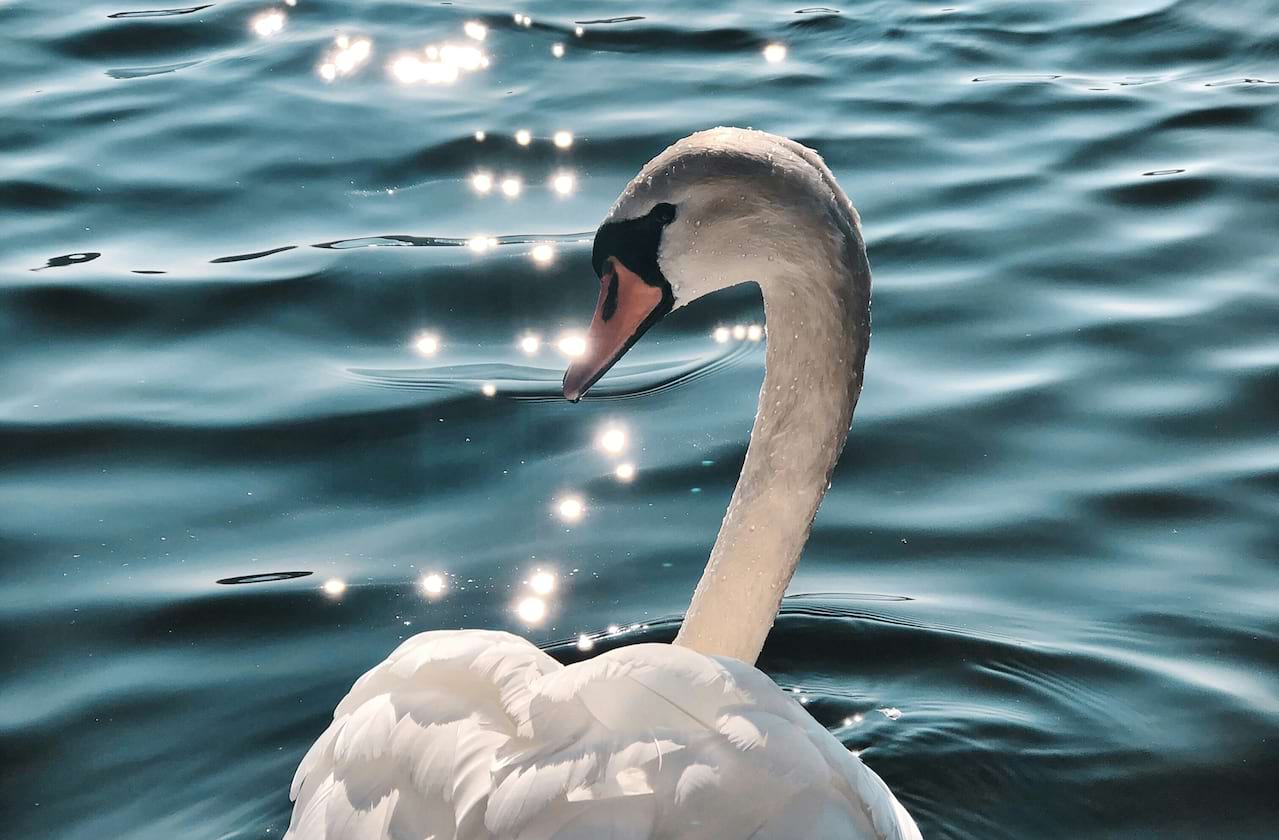 Tulsa Ballet - Swan Lake dates for your diary