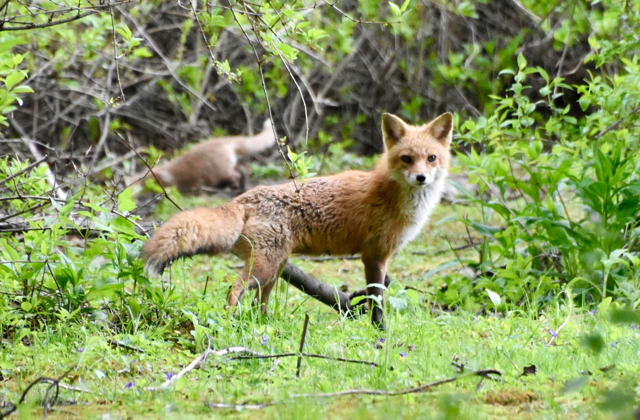 Dallas Opera: The Cunning Little Vixen dates for your diary