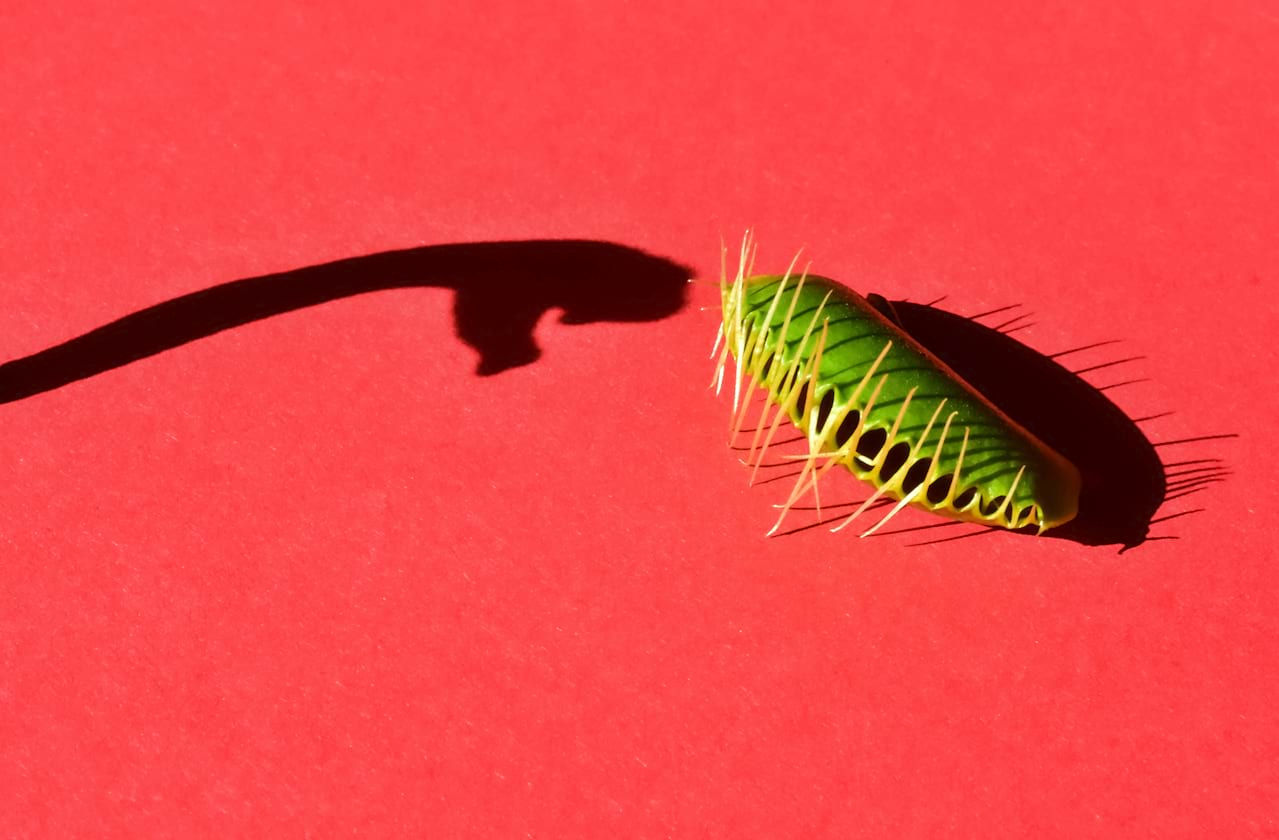 Dates announced for Little Shop Of Horrors: 40th Anniversary Screening