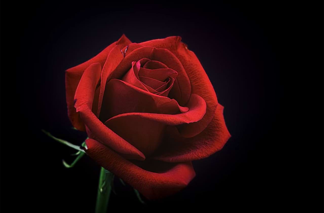 Dates announced for Romeo and Juliet