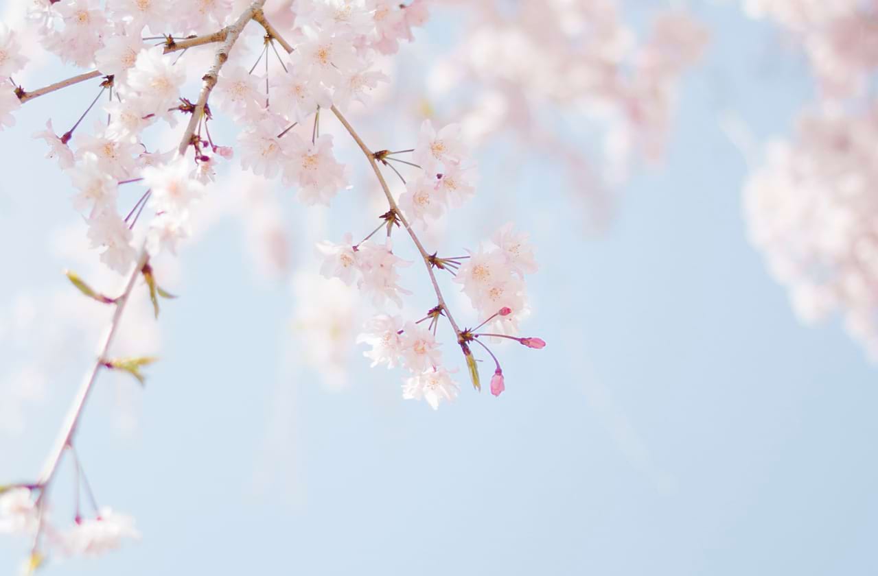 Spring Awakening dates for your diary