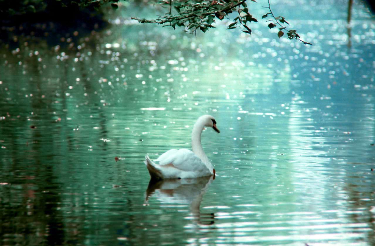 First State Ballet Theatre - Swan Lake coming soon!