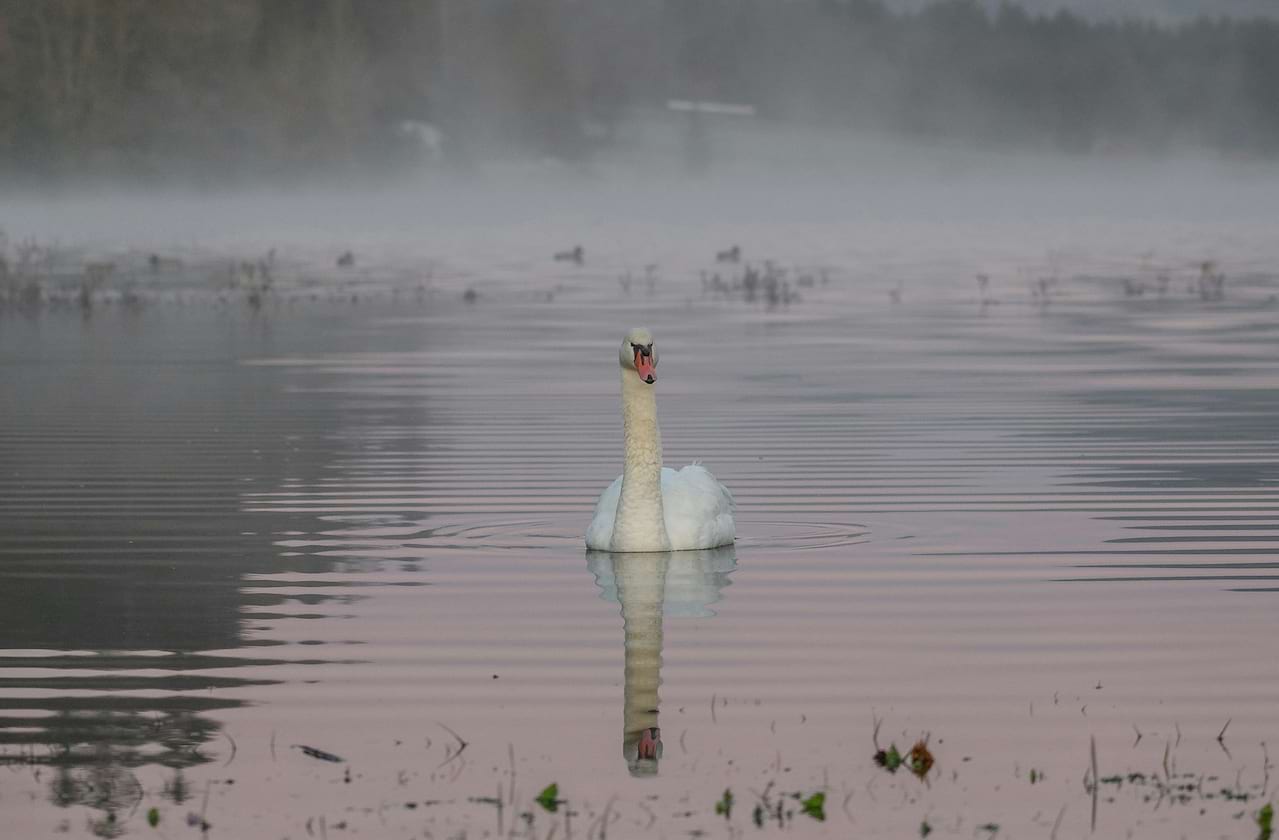 Alabama Ballet - Swan Lake coming soon!