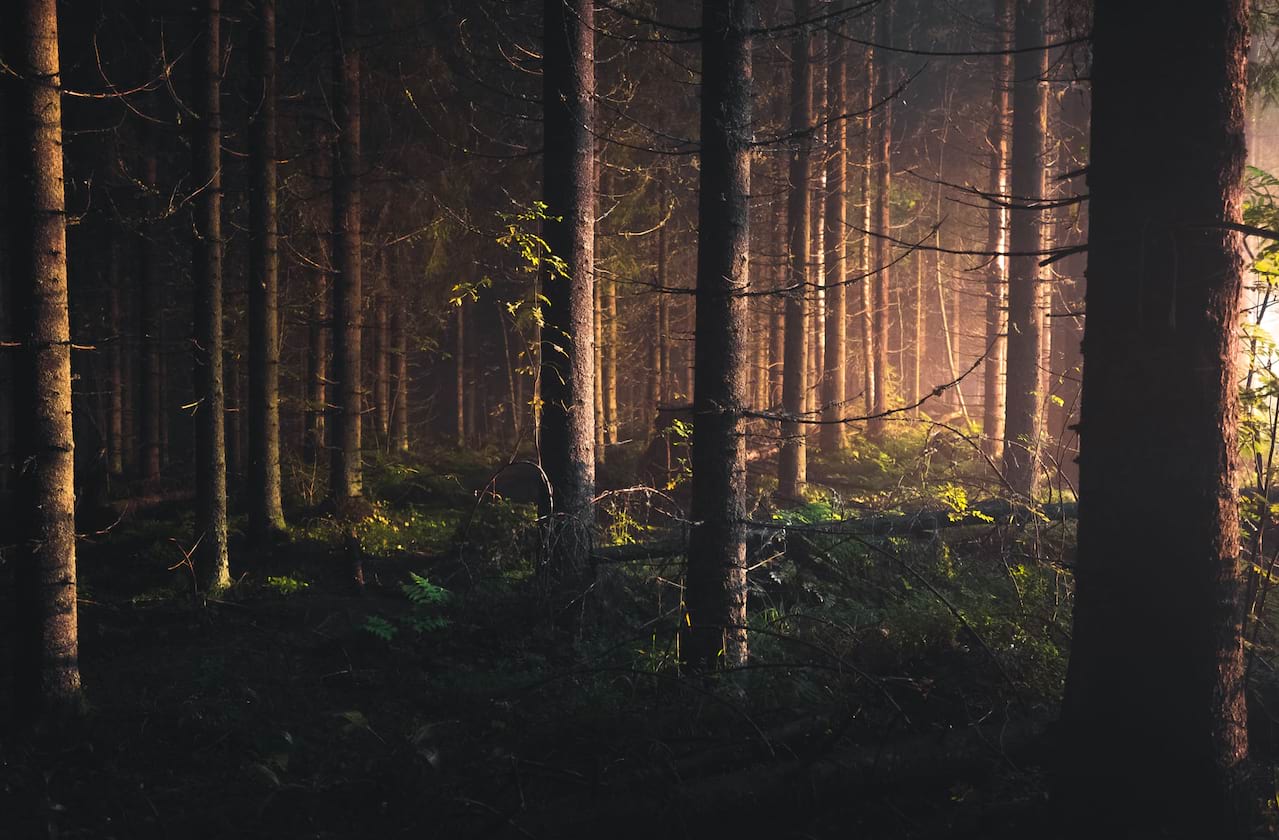 Dates announced for A Midsummer Night's Dream