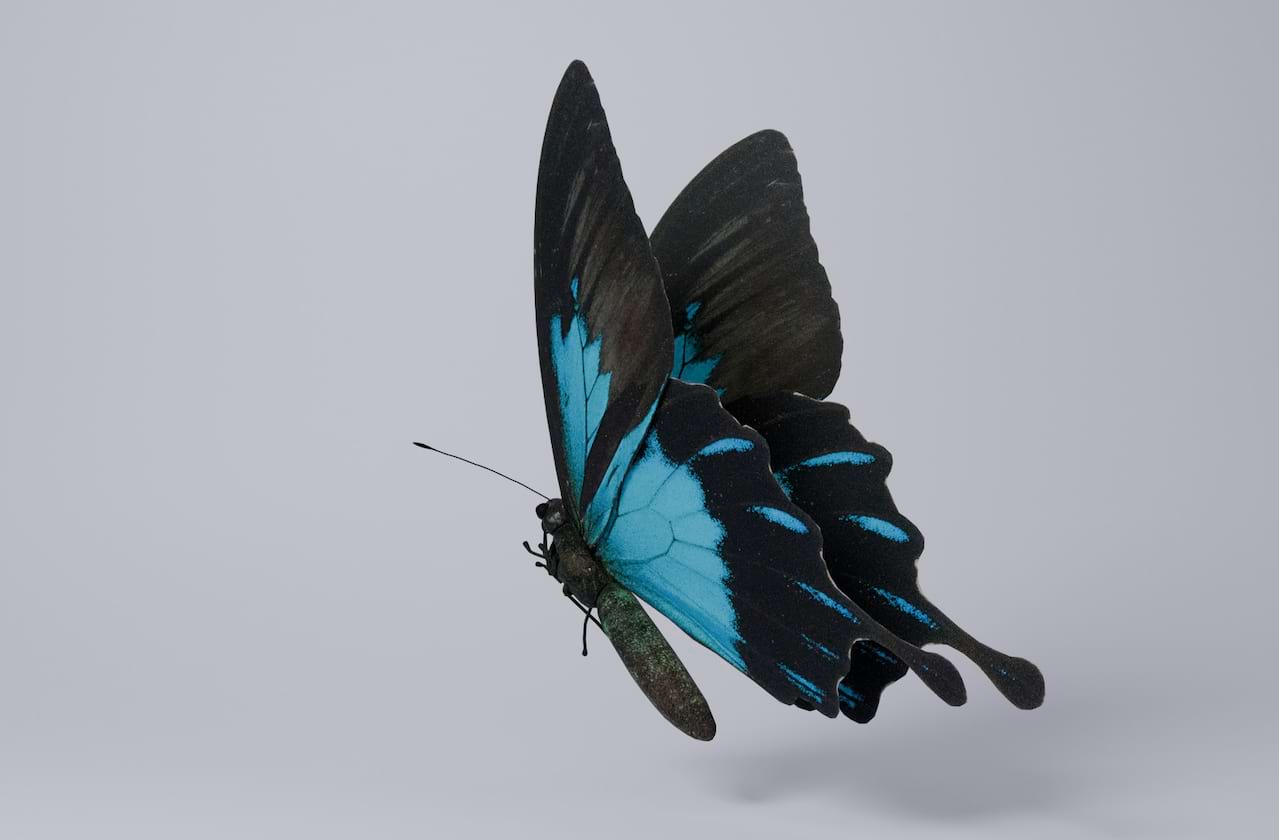 Gulfshore Opera - Madama Butterfly coming soon!