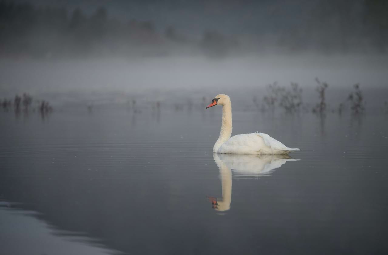 Royal Winnipeg Ballet - Swan Lake coming soon!