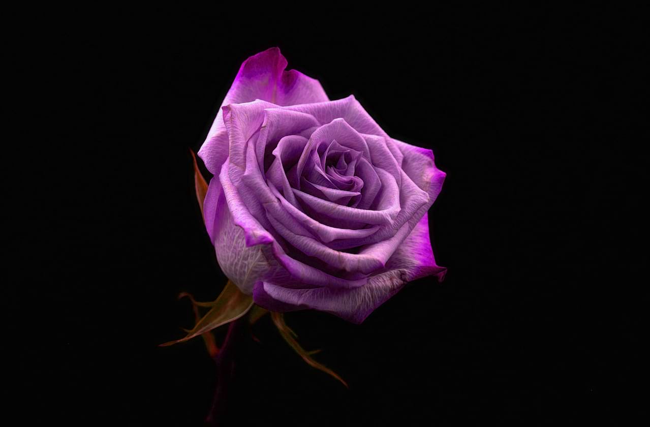 Ballet Theatre of Ohio - Beauty and the Beast dates for your diary