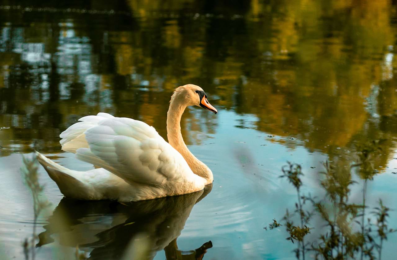 United European Ballet Company - Swan Lake coming soon!