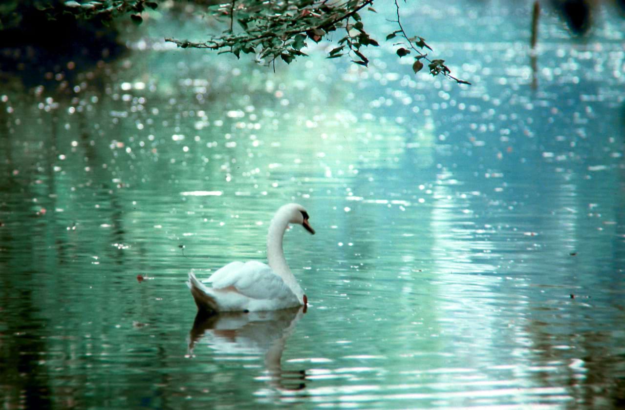 Ballet Jorgen - Swan Lake coming soon!